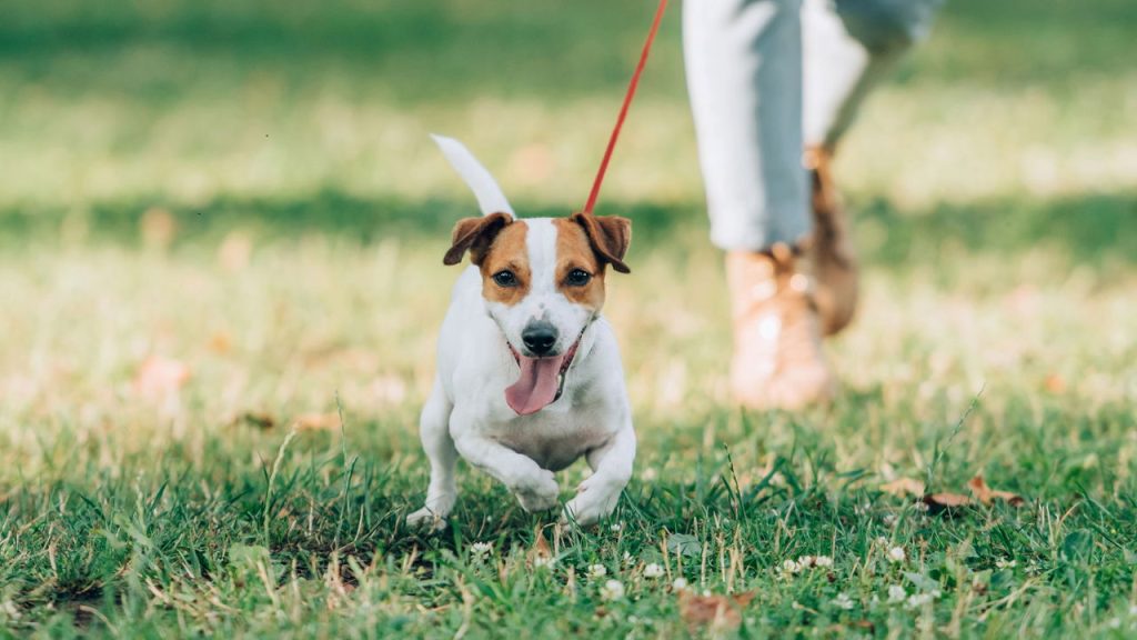 O que acontece com os cães que não passeiam todos os dias?