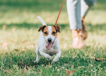 Seu cachorro cheira tudo no passeio? Isso é mais importante do que parece