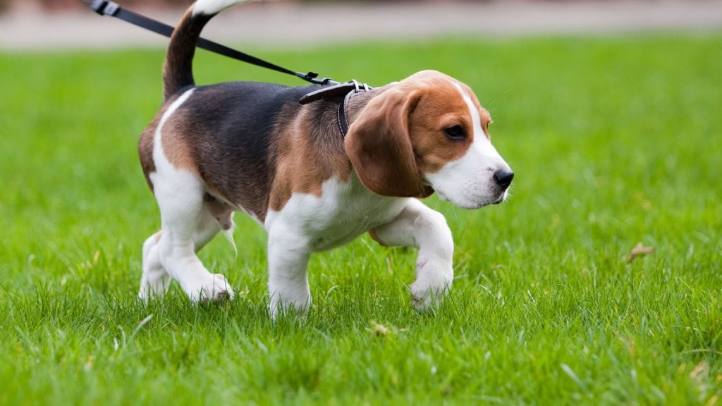 O que acontece com os cães que não passeiam todos os dias?