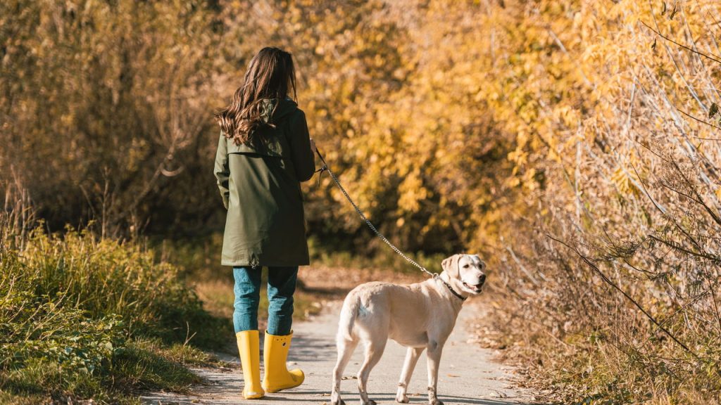 O que acontece com os cães que não passeiam todos os dias?