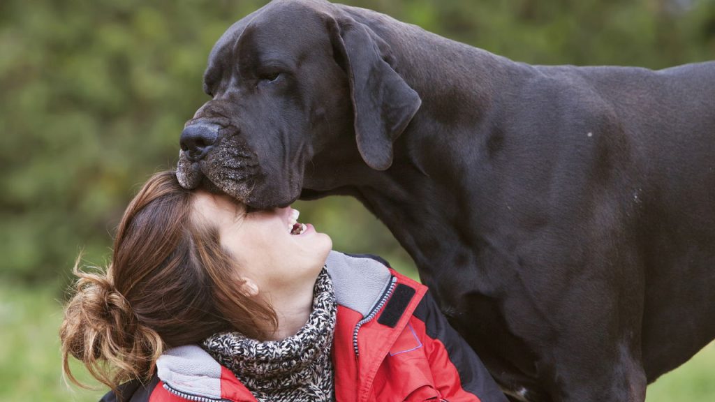 Quais são as maiores raças de cachorro do mundo?