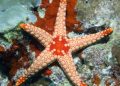 A pior epidemia marinha da década ameaça a vida nos oceanos