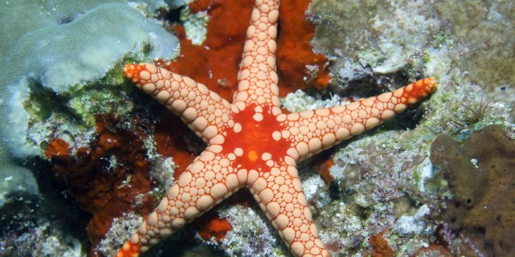 A pior epidemia marinha da década ameaça a vida nos oceanos