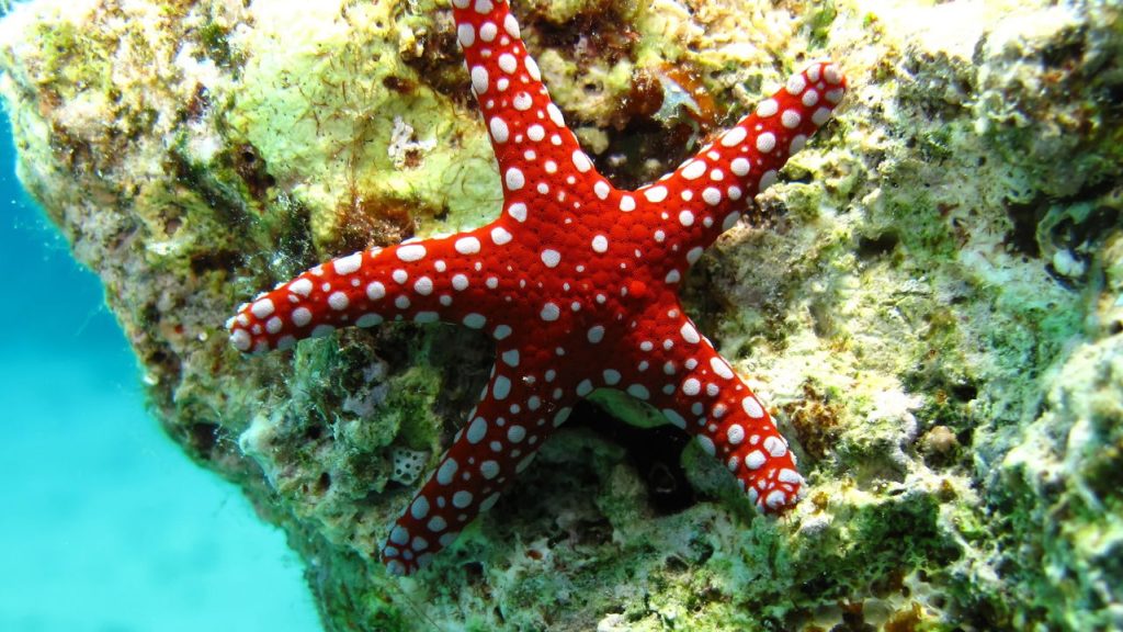 A pior epidemia marinha da década ameaça a vida nos oceanos