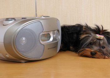 O som doméstico que mais pode causar pânico em cães e gatos