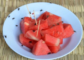 3 plantas que afastam moscas e deixam sua cozinha perfumada