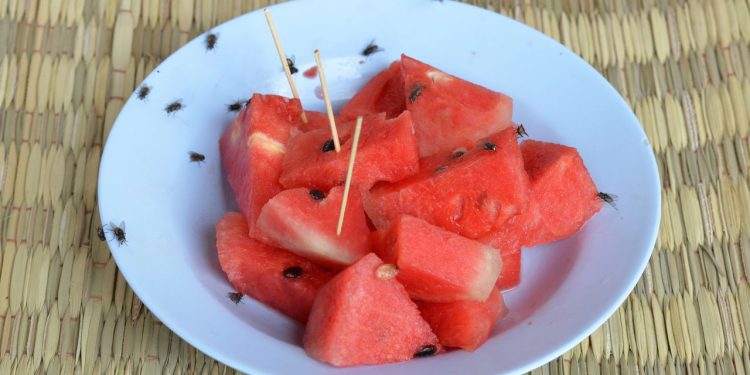 3 plantas que afastam moscas e deixam sua cozinha perfumada