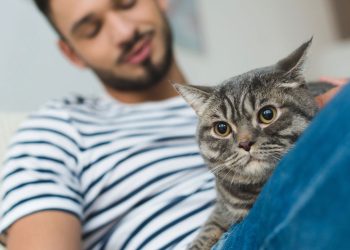 O guia mais completo sobre o hábito dos gatos de amassar pãozinho
