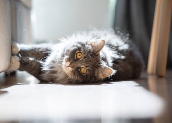Seu gato pode parar de destruir móveis com essas soluções simples