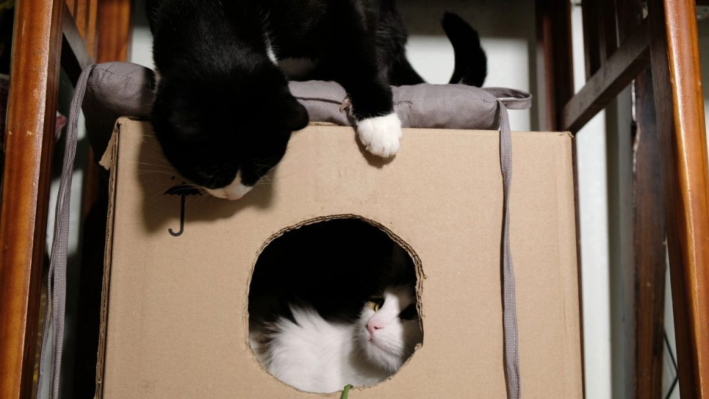 Você já se perguntou como os gatos passam por qualquer fresta?