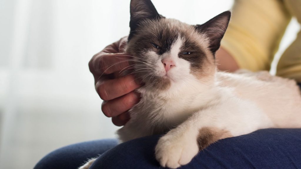 Como conquistar o coração do seu gato segundo a ciência