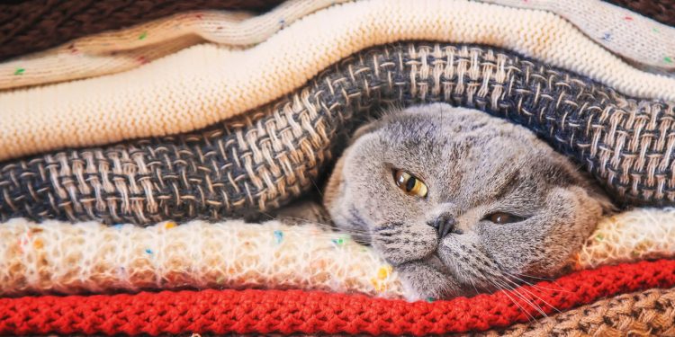 O motivo curioso que faz seu gato se deitar em cima das suas roupas segundo especialistas