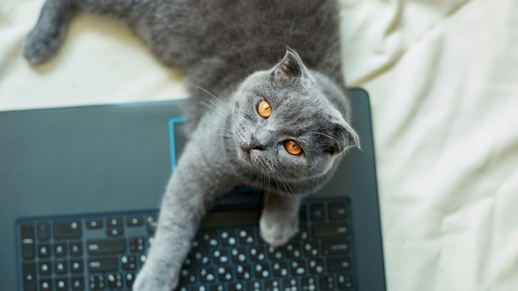 O motivo curioso que faz seu gato se deitar em cima das suas roupas segundo especialistas