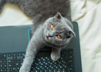 Por que gatos insistem em deitar no teclado e dentro de caixas segundo especialistas