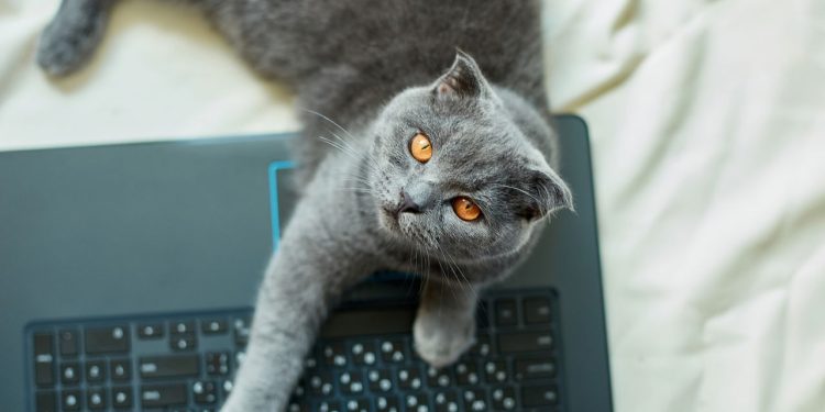 Por que gatos insistem em deitar no teclado e dentro de caixas segundo especialistas