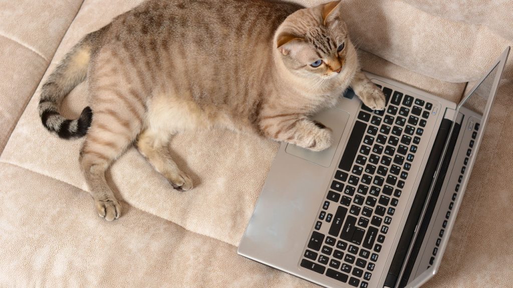 O hábito mais engraçado e irresistível dos gatos explicado pela ciência