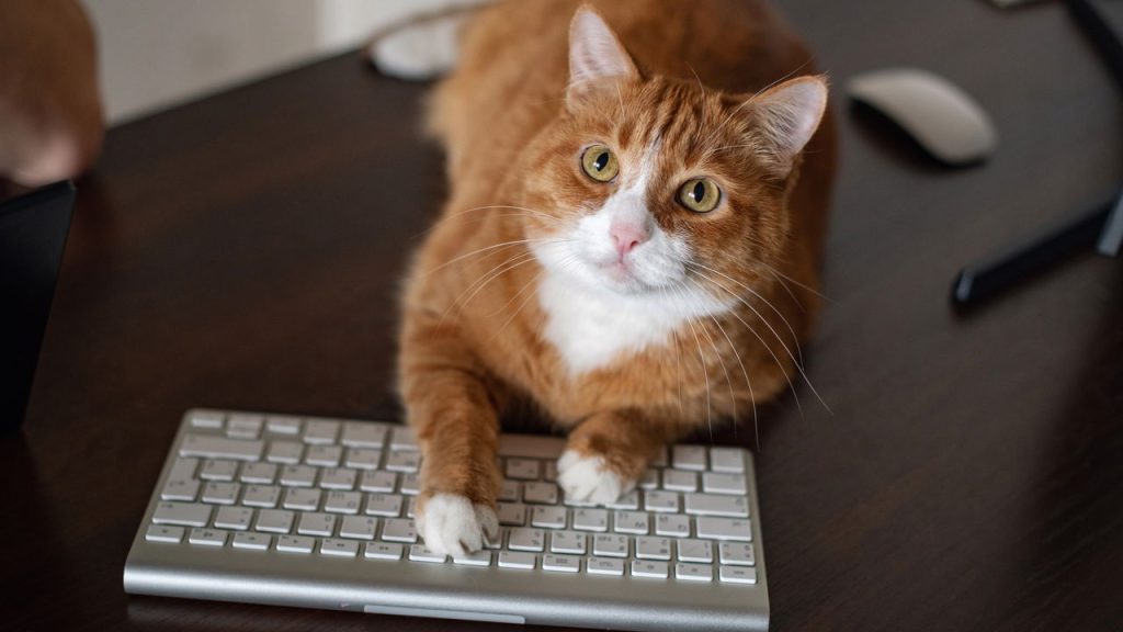 O motivo curioso que faz seu gato se deitar em cima das suas roupas segundo especialistas