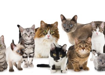 Como podemos calcular a idade dos gatos, segundo especialistas?