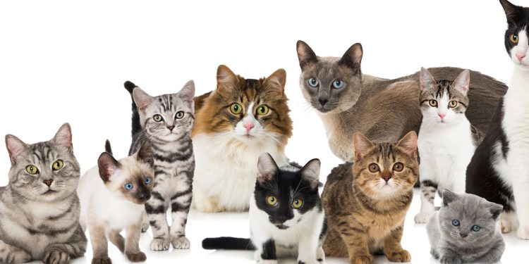Como podemos calcular a idade dos gatos, segundo especialistas?