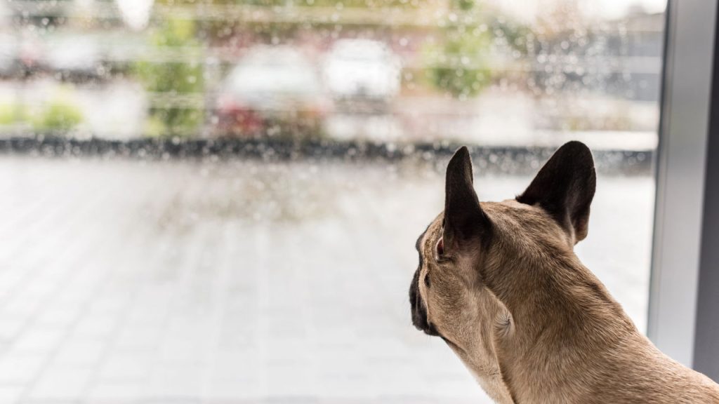Quantas horas um cachorro pode ficar sozinho em casa segundo especialistas