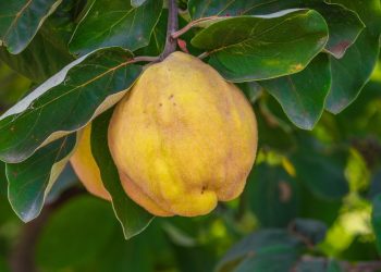 Essa fruta da estação pode se transformar em uma sobremesa incrível