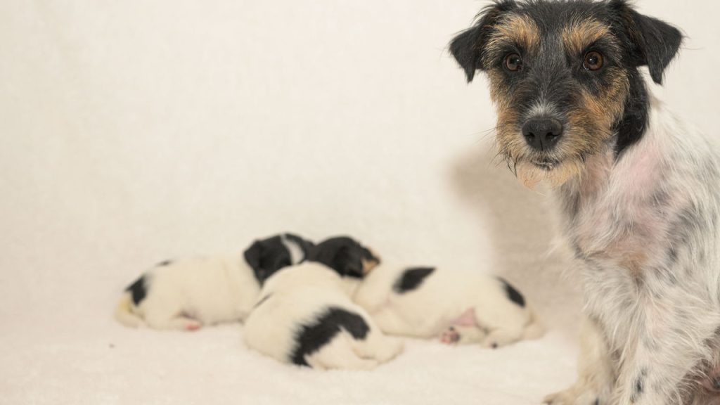 Como conquistar a confiança do seu cachorro e transformar a convivência