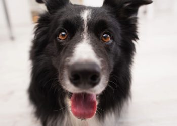O que significa quando seu cachorro olha fixo nos seus olhos?