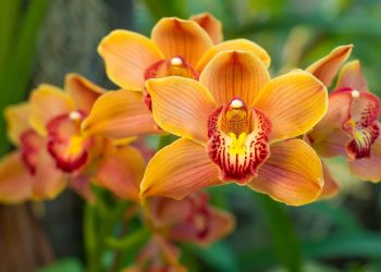 Cuidados essenciais para suas orquídeas florescerem como nunca