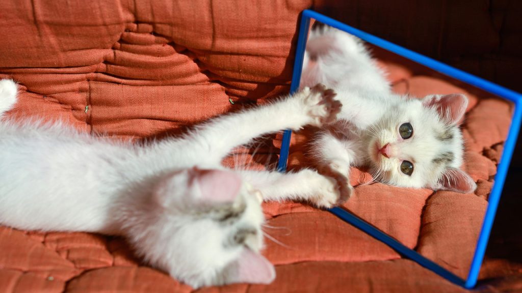 O que acontece quando cães e gatos se veem refletidos no espelho?