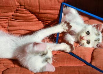 O que acontece quando cães e gatos se veem refletidos no espelho?