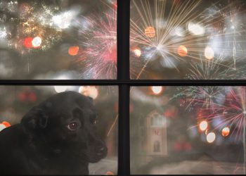 O erro comum que aumenta o medo do cachorro durante fogos de artifício