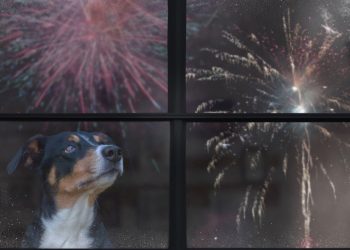 O erro comum que aumenta o medo do cachorro durante fogos de artifício