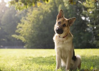 O que significa quando o pet inclina a cabeça ao ouvir um som estranho