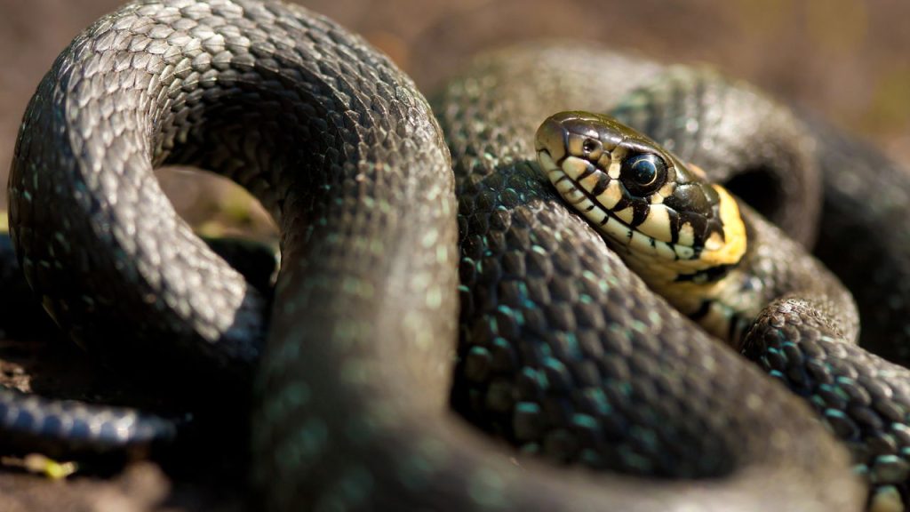 COBRAS