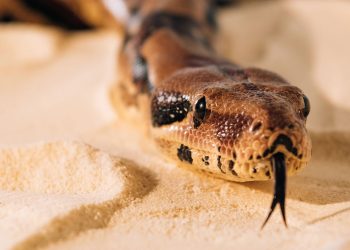 Psicologia explica sonhos com cobras e o que eles revelam sobre você