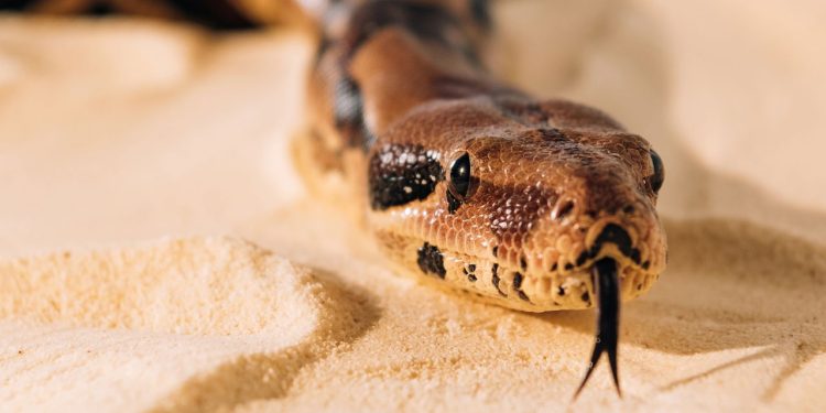 Psicologia explica sonhos com cobras e o que eles revelam sobre você