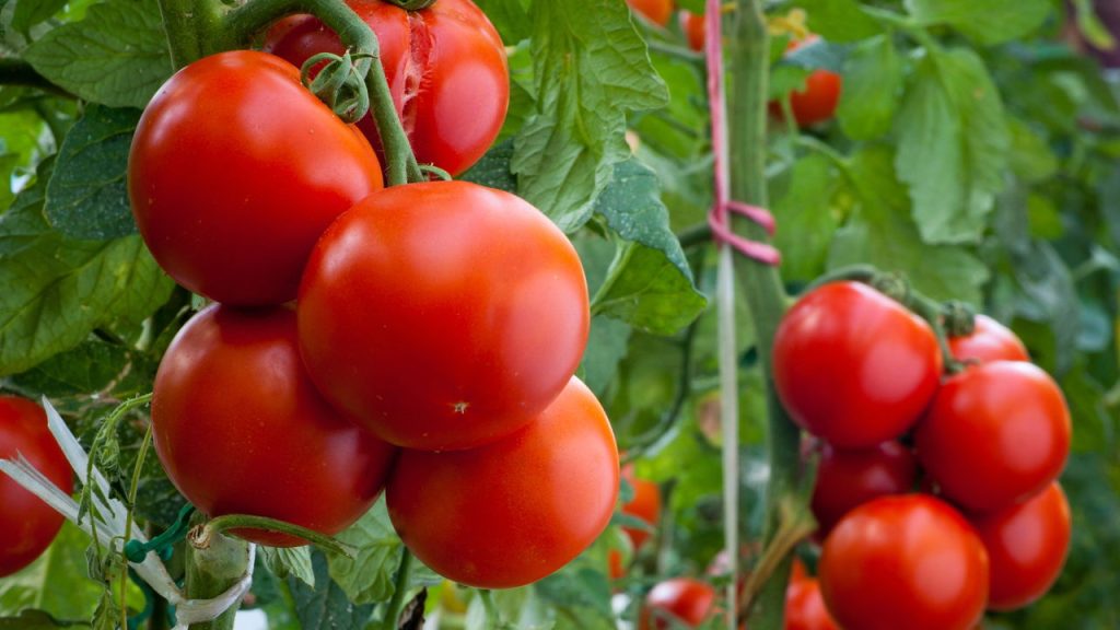 Tenha tomates fresquinhos direto da sua varanda com esse truque