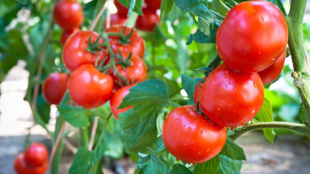 Tenha tomates fresquinhos direto da sua varanda com esse truque