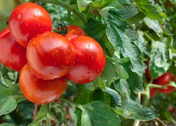 Tenha tomates fresquinhos direto da sua varanda com esse truque