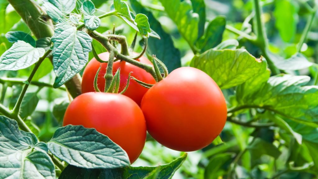 Tenha tomates fresquinhos direto da sua varanda com esse truque