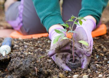 Com pouco espaço você cultiva temperos frescos e economiza no mercado