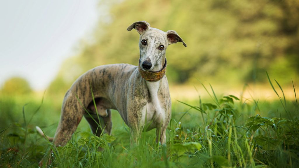 Seis raças de cães para você que ama o silêncio