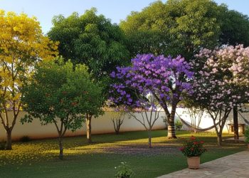 As 7 árvores que dão boa sombra e não sujam o jardim nem os carros