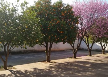 As 6 flores de árvores frutíferas que se destacam entre as mais belas do planeta