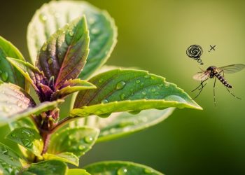 Plante manjericão no jardim: a erva que perfuma o ar e afasta mosquitos naturalmente