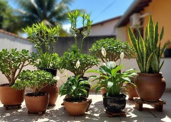 A planta que atrai abundância e prosperidade, além de ser ideal para plantar em novembro