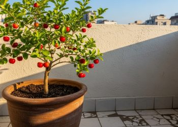 Especial para casas pequenas: a árvore que não levanta o chão com as raízes, produz frutos no verão e resiste à seca
