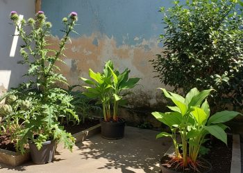 O aliado natural que fortalece o fígado e contribui para mais bem-estar