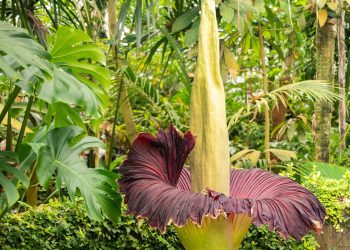 A flor que exala cheiro de carne podre e só floresce a cada 10 anos