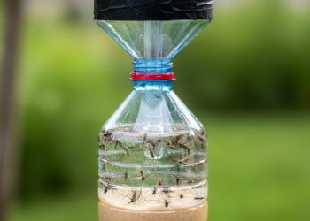 Truque simples com garrafa plástica acaba com mosquitos